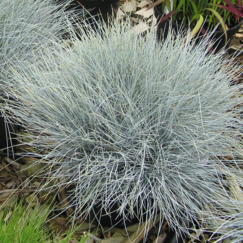 Festuca ovina 'Elijah Blue' - Lamba-aruhein 'Elijah Blue' P9/0,55L